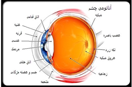 اعضای اصلی و فرعی